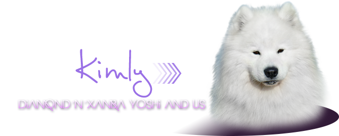 samojed Diamond´n´Xamba Yoshi and Us
